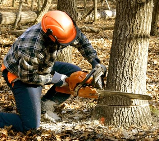 Tree Removal in Union Hall, VA